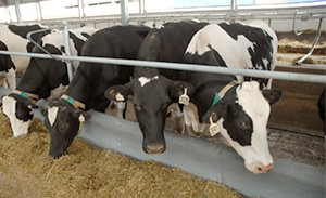 Молочные животноводы Приамурья буду получать компенсацию 2 рубля за литр при из реализации продукта 