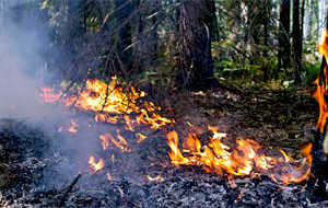 70% площадей лесных пожаров России приходится на Амурскую область